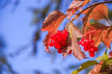 Mavi gökyüzü arkaplanındaki viburnum ağaç dallarının görünümü 