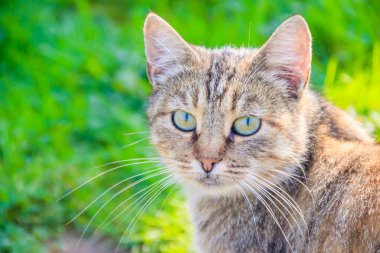 Güneşli bir günde bahçede yürüyen ev kedisi.