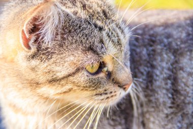 Güneşli bir günde bahçede yürüyen ev kedisi.