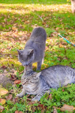 Güneşli bir günde bahçede yürüyen ev kedileri