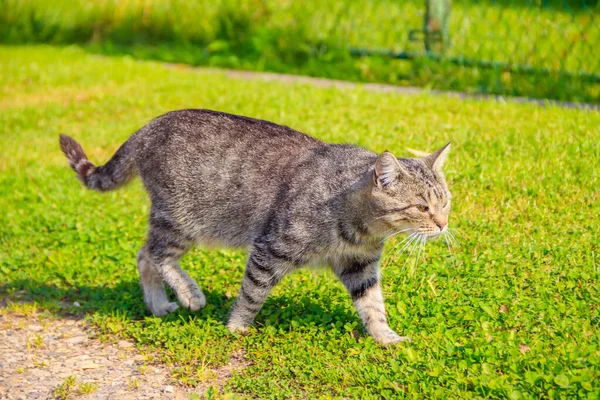 Domácí Kočka Kráčí Dvoře Slunečného Dne — Stock fotografie