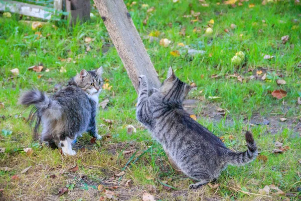 Gatos Domésticos Caminando Patio Día Soleado — Foto de Stock