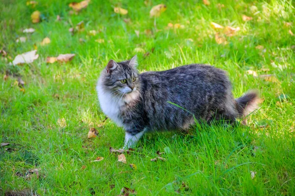 Gato Doméstico Caminando Patio Día Soleado — Foto de Stock