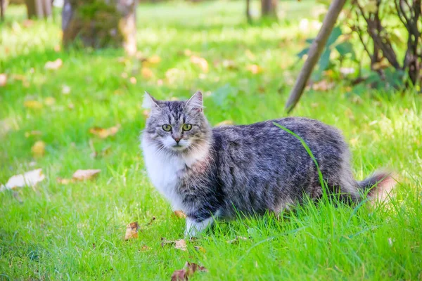 Domácí Kočka Kráčí Dvoře Slunečného Dne — Stock fotografie