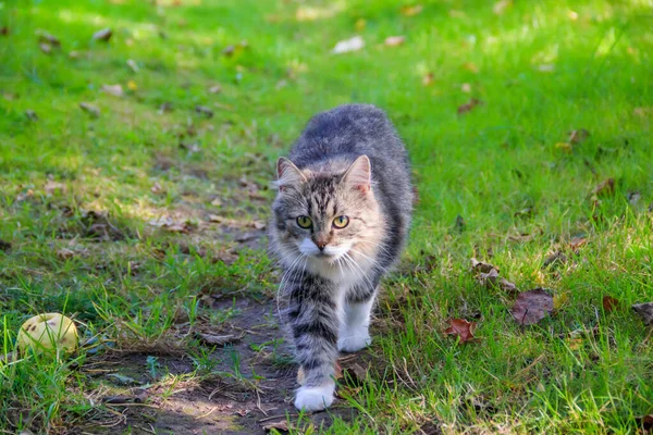 阳光明媚的日子 家猫在院子里散步 — 图库照片