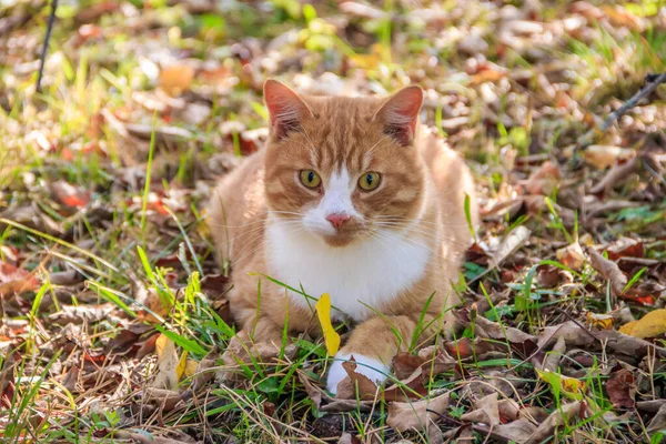 Домашняя Кошка Прогуливается Дворе Солнечный День — стоковое фото