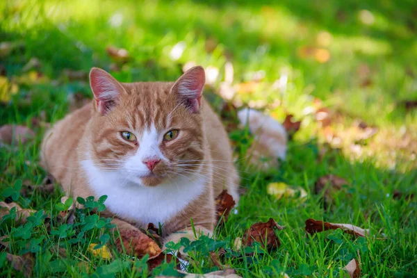 阳光明媚的日子 家猫在院子里散步 — 图库照片