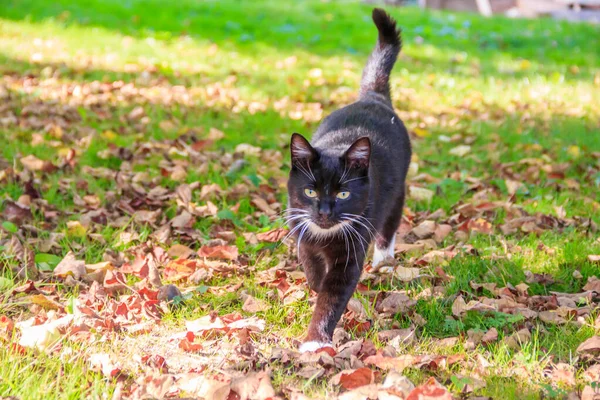 Domestic Cat Walking Yard Sunny Day — Stock Photo, Image