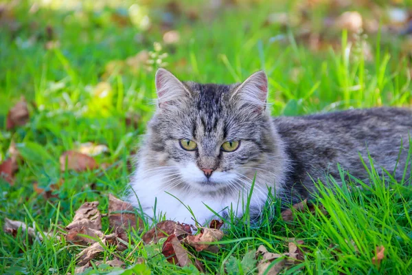 Kucing Domestik Berjalan Halaman Pada Hari Yang Cerah — Stok Foto