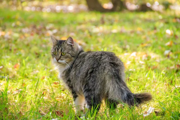 Gato Doméstico Caminando Patio Día Soleado —  Fotos de Stock