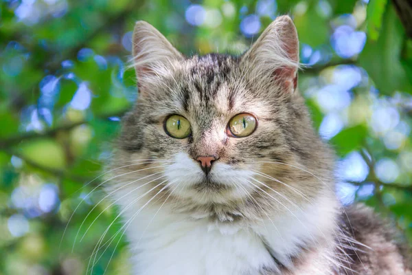 Gatto Domestico Che Cammina Iarda Giorno Soleggiato — Foto Stock