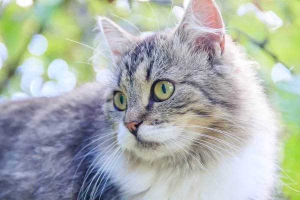 Gatto Domestico Che Cammina Iarda Giorno Soleggiato — Foto Stock