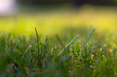 Arkaplan yeşili yaz çimenleri 