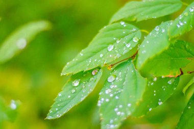 Yeşil yapraklı ağaç dalları, doğa konsepti.
