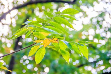 Yeşil yapraklı ağaç dalları, doğa konsepti.