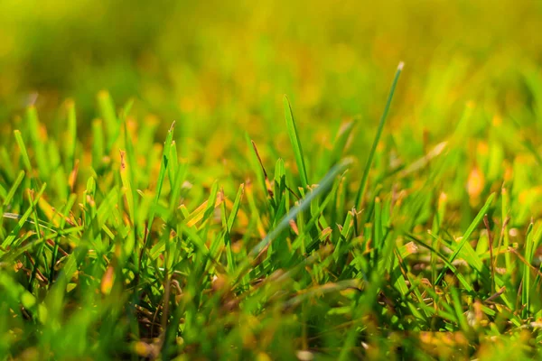 Background Green Summer Grass — Stock Photo, Image