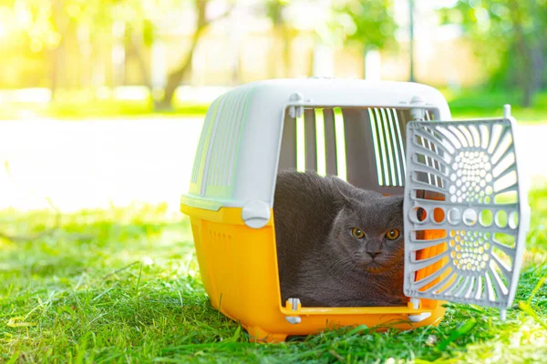 Cat in a carrier on the grass . Walking Pets. Cat in a carrier. Transportation of animals. Grey British cat