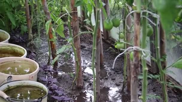 Die Beete aus der Gießkanne gießen. Pflege der Pflanzen. Reiche Ernte. — Stockvideo