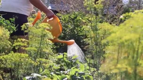 Sulama kabından yatakları suluyorum. Bitkilerin bakımı. Zengin hasat. — Stok video