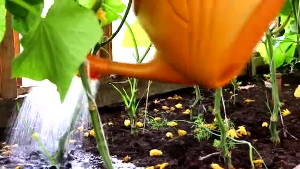 Mengairi tempat tidur dari kaleng air. Perawatan tanaman. Rich Harvest. — Stok Video