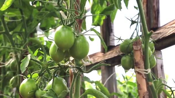 緑のトマトは温室内の枝にかかっています。新鮮な野菜だ。家の作物を収穫する。農業. — ストック動画