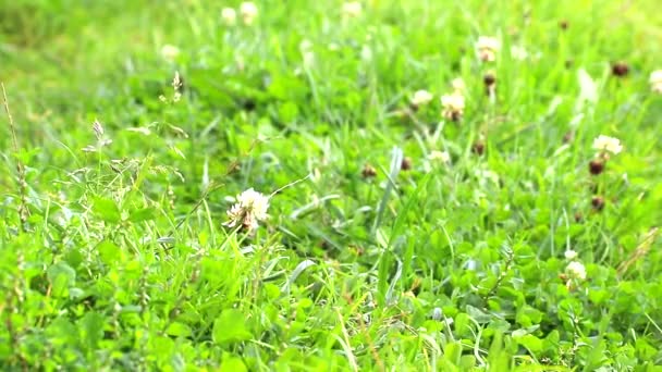 緑豊かな草が風に揺れる。背景緑の草. — ストック動画
