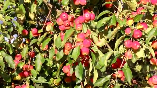 Branch with apples in the wind . Fruit hanging on a tree. Garden apples. Harvest . Prolific trees. Apple saved. The branch sways in the wind — Stock Video