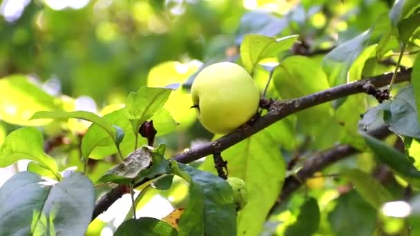 Egy ág almával a szélben. Gyümölcs lóg a fán. Kerti alma. Szüret. Nyúlós fák. Apple megmentve. Az ág ringatózik a szélben — Stock videók