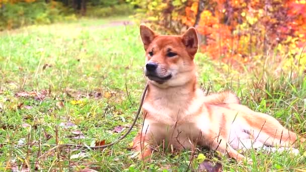 O cão está deitado na relva. Akita raça cão. Animal de estimação. Animais de estimação ambulantes. Cão na natureza. Resto do cão na natureza  . — Vídeo de Stock