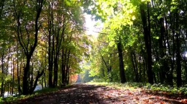 Autumn Park 'ta. Manzara sonbahar güneşli parkı. Kırmızı akçaağaç rüzgarda sallanıyor. Güzel doğa..
