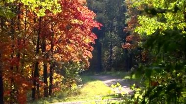 Autumn Park 'ta. Manzara sonbahar güneşli parkı. Kırmızı akçaağaç rüzgarda sallanıyor. Güzel doğa..