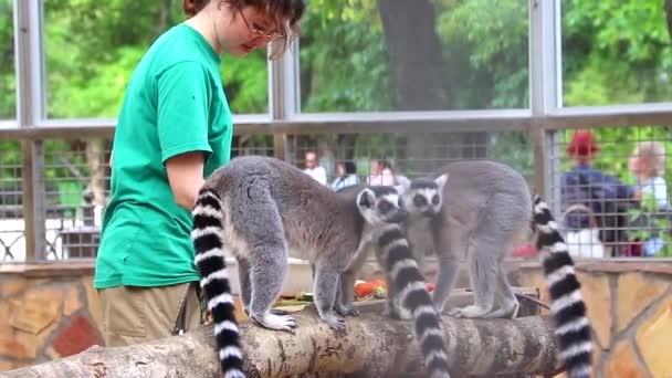 Ταΐζοντας λεμούριους στο ζωολογικό κήπο. Ζώα στο ζωολογικό κήπο. Ρωσία, Αγία Πετρούπολη 20 Αυγούστου 2019 — Αρχείο Βίντεο