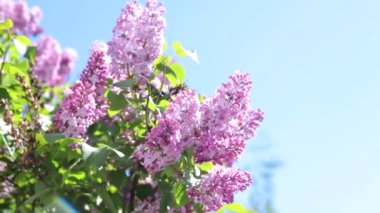 Rüzgardaki leylak dalları. Pembe yaz çiçekleri. Çiçek açmakla ilgili makale.