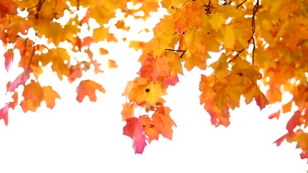Herfst sinaasappel esdoorn bladeren op een tak in de wind. Herfst laat fladderen in de wind. Herfst. Herfst stemming. School komt er zo aan.. — Stockvideo