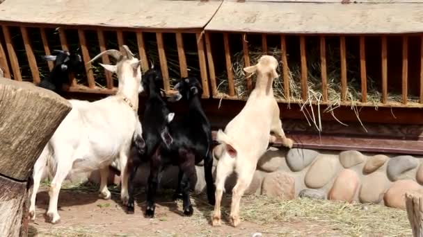 As cabras comem feno. Pecuária. O animal come. As cabras jovens  . — Vídeo de Stock