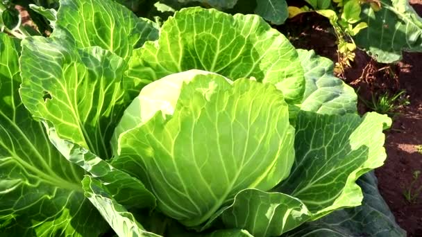Vitkålsskörd. Kål i trädgården. Jordbruksindustri. Grönsaker som inte är genetiskt modifierade. Artikel om skörden. — Stockvideo
