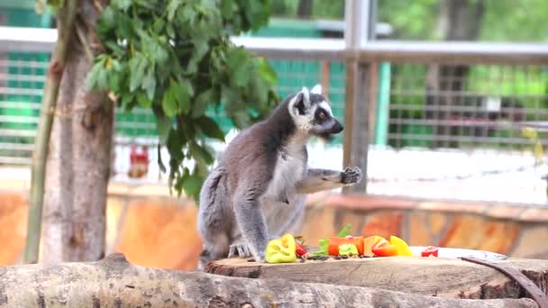 Ο Λεμούρ κάθεται και τρώει λαχανικά. . Λεμούριοι στο ζωολογικό κήπο — Αρχείο Βίντεο
