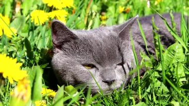 Gri kedi çimlerin üzerinde yatıyor. Ev kedisi yürüyüşe çıktı. Sarı kedi gözleri. Yeşil çimen... Yürüyen Hayvanlar