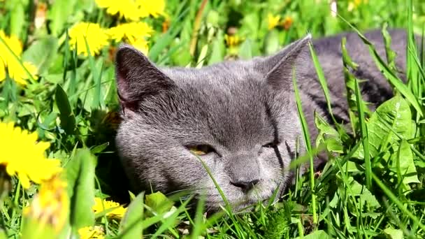 Il gatto grigio è sdraiato sull'erba. Gatto di casa a passeggio. Occhi gialli di gatto. Erba verde... Animali domestici a piedi — Video Stock