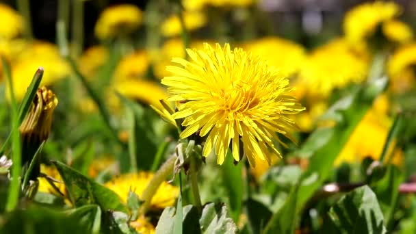Dandelions in the field in the wind . Yellow dandelions. — Stock Video