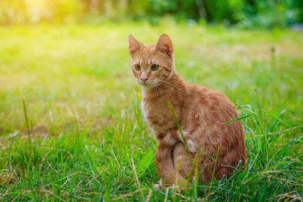 生姜猫坐在草地上 一只宠物猫在散步 猫的封面 关于在街上走狗和行为的文章 — 图库照片