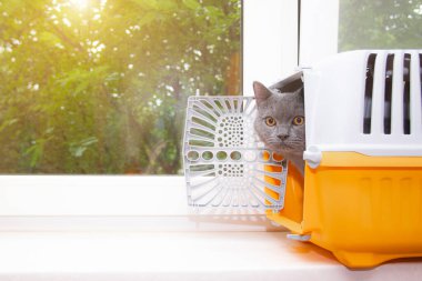 Vitrindeki taşıyıcıdaki gri kedi. Hayvanların taşınması. Transfer korkusu. Gri İngiliz kedisi. Evcil hayvan.