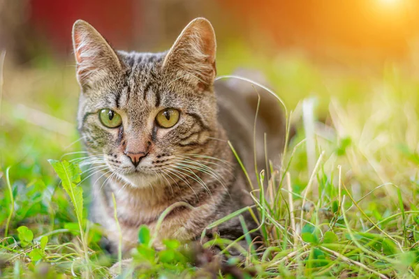 The tabby cat is lying in the grass. House cat on a walk. Beautiful cat for the cover. The range of the animal. Grey tabby cat.