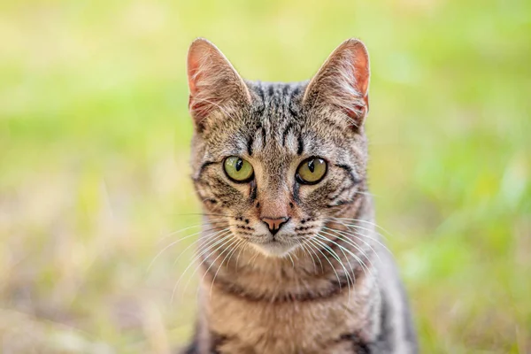 Tekir kedi çimlerin üzerinde yatıyor. Ev kedisi yürüyüşe çıktı. Kapak için güzel bir kedi. Hayvanın menzili. Gri tekir kedi.