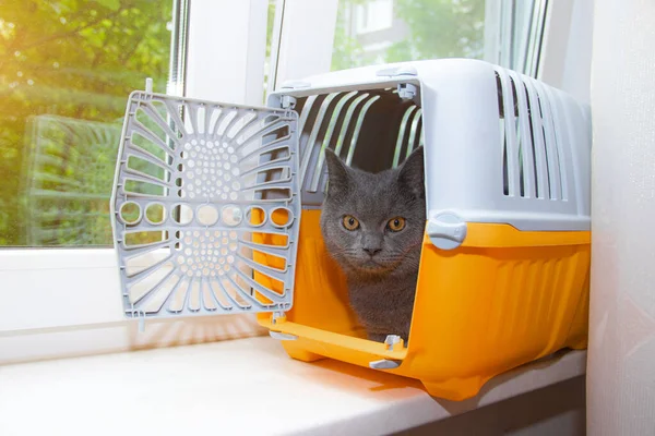 Grey cat in a carrier on the window . Transportation of animals. Fear of transfers. Grey British cat. A pet.