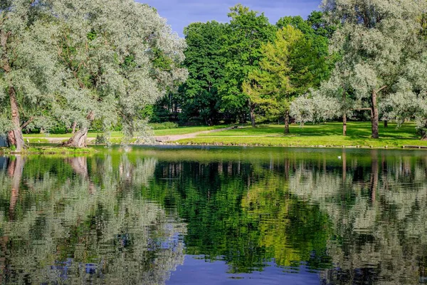 Mirror image of trees on the lake . Summer Park landscape. City park. Mirror image. Smooth surface on the lake. Landscape. Summer. Green tree