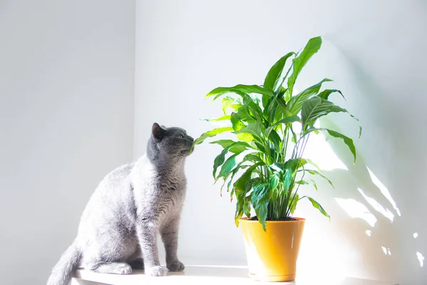 Seekor Kucing Mengendus Bunga Rumah Kucing Dan Bunga Artikel Tentang — Stok Foto
