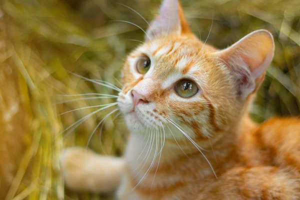 Χαριτωμένη Κόκκινη Γάτα Κοιτάζει Μέσα Στο Πλαίσιο Κατοικίδιο Γάτα Στο — Φωτογραφία Αρχείου