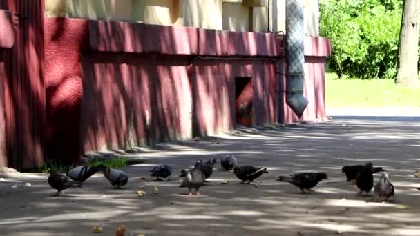 Över Duvfåglar Som Äter Asfalt Gatan — Stockvideo