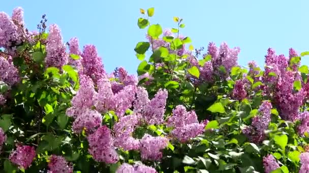 Rüzgardaki leylak dalları. Pembe yaz çiçekleri. Çiçek açmakla ilgili makale. — Stok video